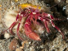 Pylopaguropsis zebra