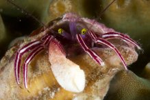 Pylopaguropsis zebra