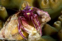 Pylopaguropsis zebra