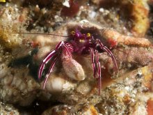 Pylopaguropsis zebra