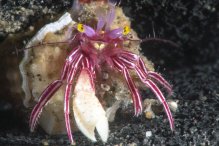 Pylopaguropsis zebra