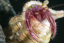 Pylopaguropsis zebra