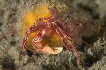 Pylopaguropsis zebra