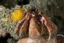 Pylopaguropsis zebra