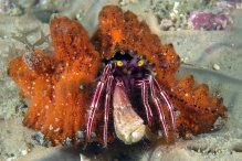 Pylopaguropsis zebra