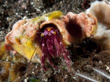 Pylopaguropsis zebra