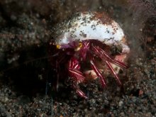 Pylopaguropsis zebra