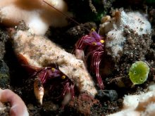 Pylopaguropsis zebra