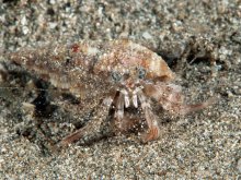 Spiropagurus spiriger