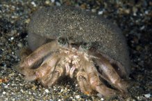 Spiropagurus spiriger