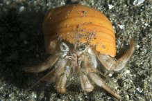 Spiropagurus spiriger