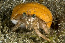 Spiropagurus spiriger