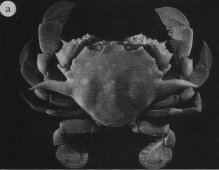 Ashtoret sangiannulata