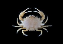 Iphiculus spongiosus