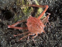 Arcania novemspinosa