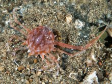 Arcania novemspinosa