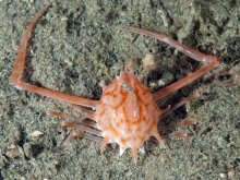 Arcania novemspinosa