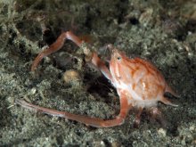 Arcania novemspinosa