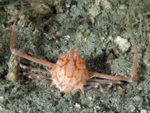 Arcania novemspinosa