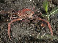 Arcania septemspinosa