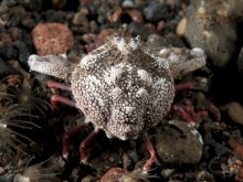 Heterolithadia fallax