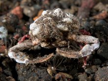 Heterolithadia fallax