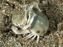 Leucosia craniolaris