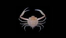 Persephona townsendi