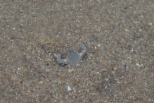 Seulocia rhomboidalis