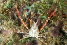 Hyastenus borradailei