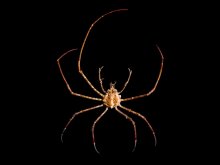 Phalangipus longipes