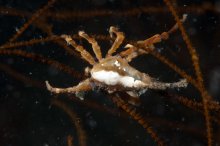 Xenocarcinus conicus