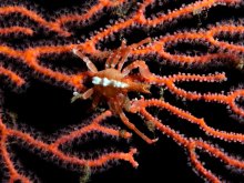 Xenocarcinus depressus