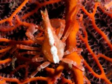 Xenocarcinus depressus