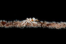 Xenocarcinus tuberculatus