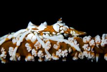 Xenocarcinus tuberculatus