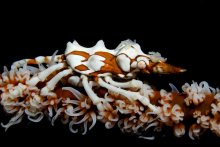 Xenocarcinus tuberculatus