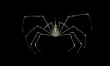 Stenorhynchus debilis