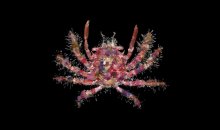 Cyclax suborbicularis