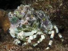 Cyclocoeloma tuberculata