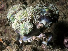 Cyclocoeloma tuberculata