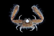 Aulacolambrus granulosus