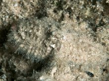 Aulacolambrus hoplonotus