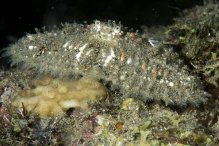 Aulacolambrus hoplonotus