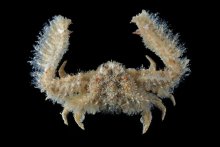 Aulacolambrus hoplonotus