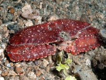 Cryptopodia dorsalis