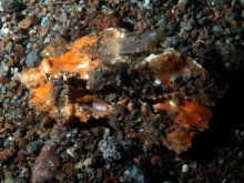 Cryptopodia laevimana