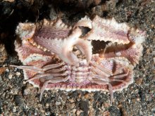 Cryptopodia laevimana