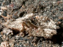 Cryptopodia laevimana