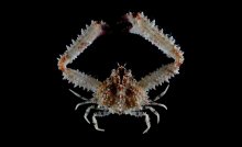 Enoplolambrus echinatus